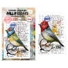Tampon Clear - 1352 - Cardinal Stare - AALL & Create 
